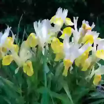 Bucharica